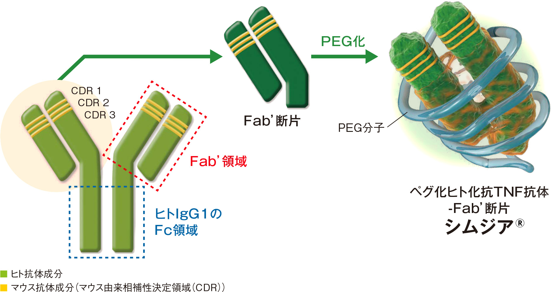 シムジアの構造 ―PEGについて―