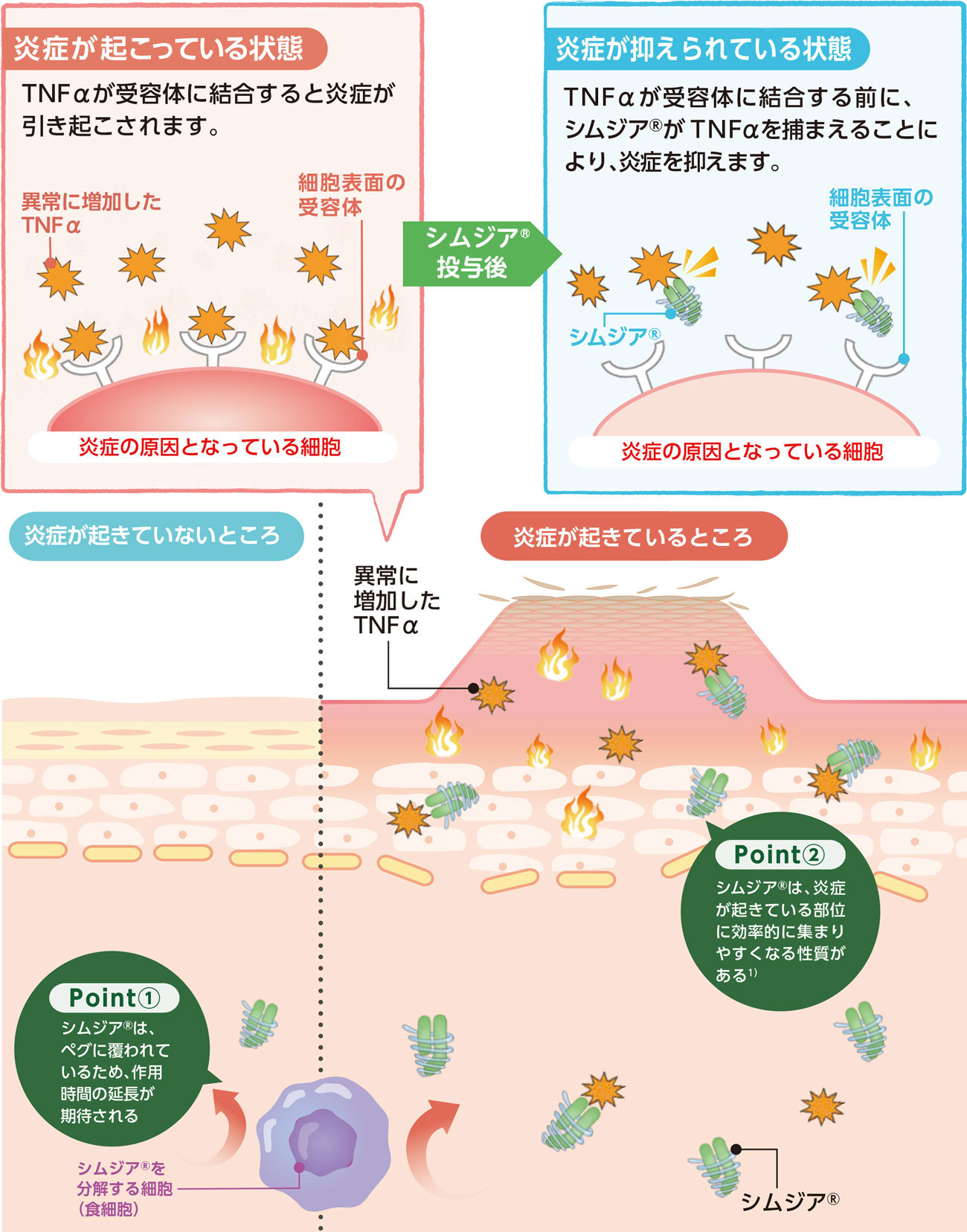 シムジアのはたらき