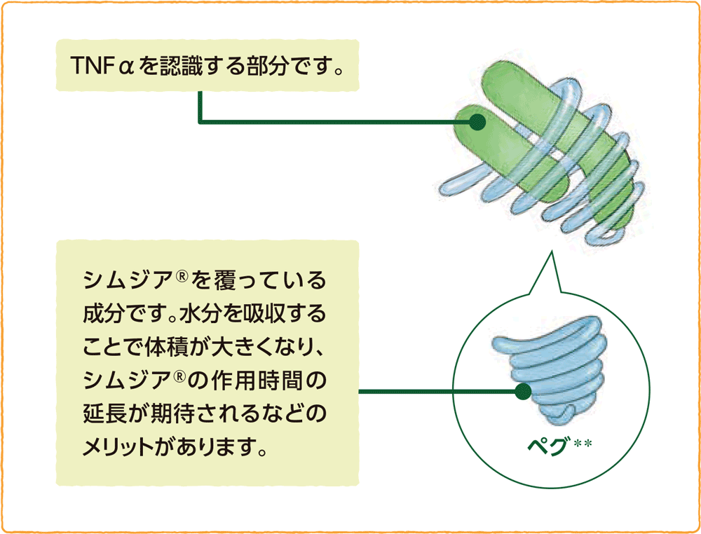 シムジアの構造